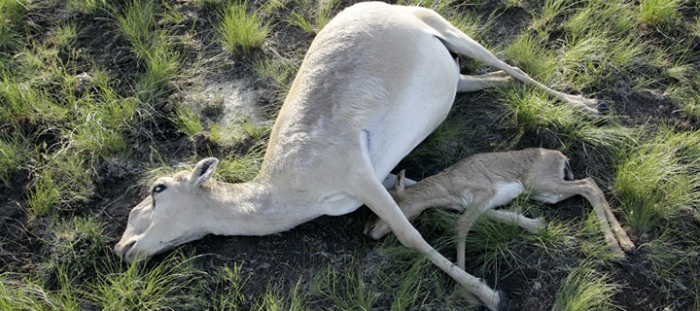antelope article
